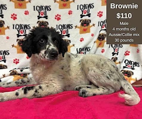Photo of Brownie #image