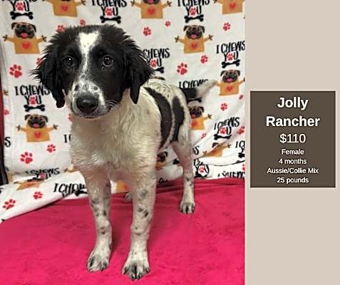 Photo of Jolly Rancher #image