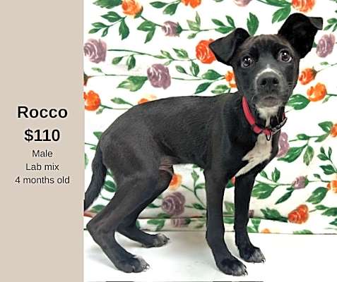 Photo of Rocco #image
