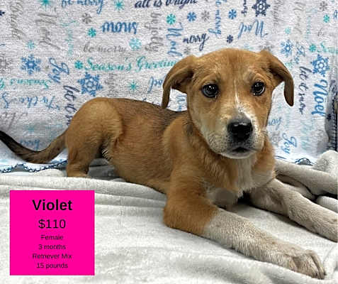 Photo of Violet #image