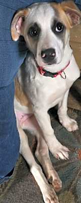 Photo of Ollie (Pedro) #image