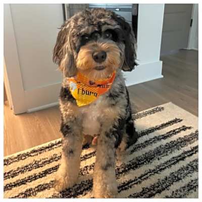Photo of Mylo #image