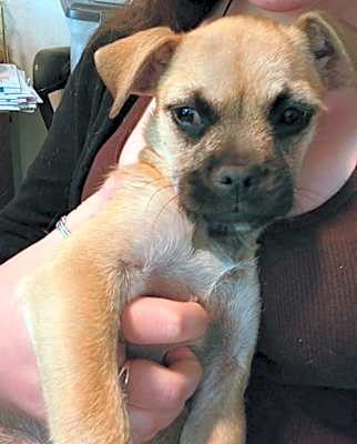 Photo of Mocha #image