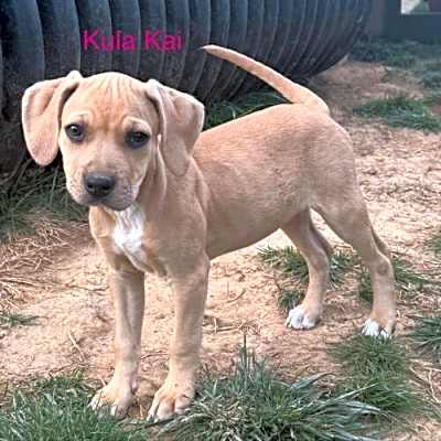 Photo of Kula Kai Twilia Talbot #image