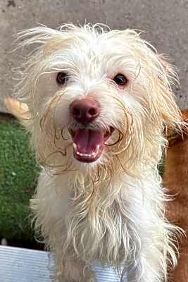 Photo of Teddy #image