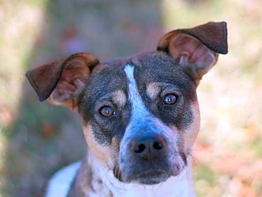 Photo of Millie #image