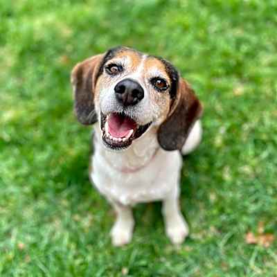 Photo of Pearl - Pending Adoption #image