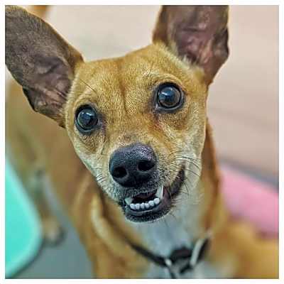 Photo of Prancer #image