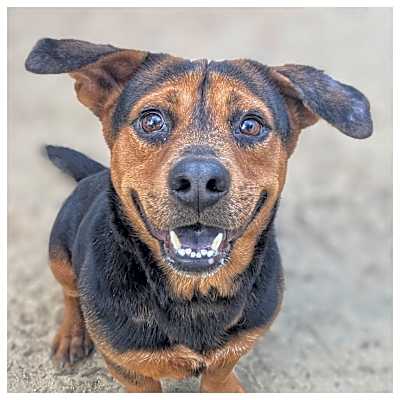 Photo of Choppa #image