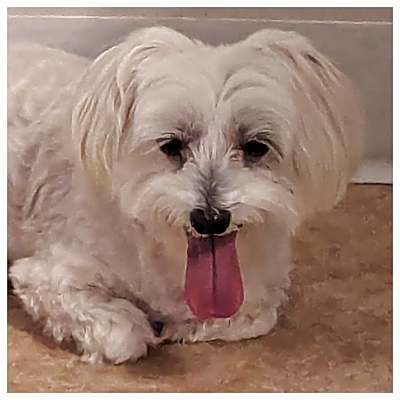 Photo of Snowball #image