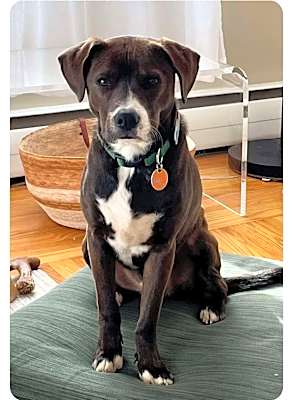 Photo of Oso Local #image