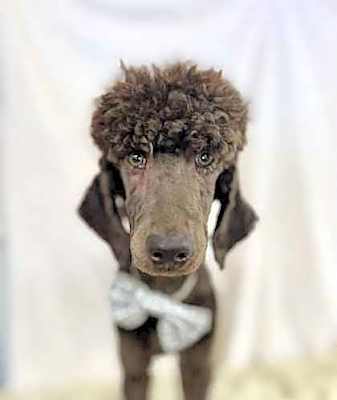 Photo of Cooley #image