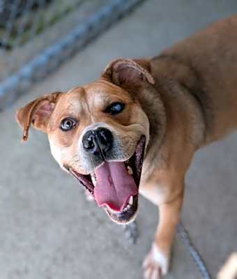 Photo of Bruin (Special Paws) #image