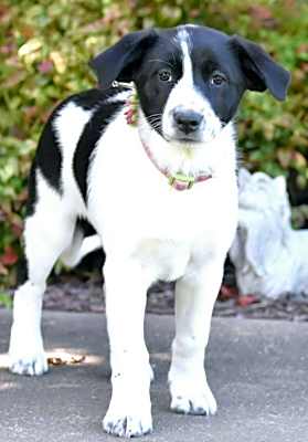 Photo of PUPPY MIMI #image