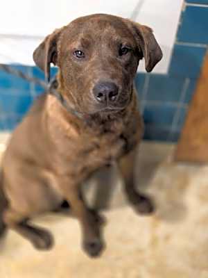 Photo of Hershey #image