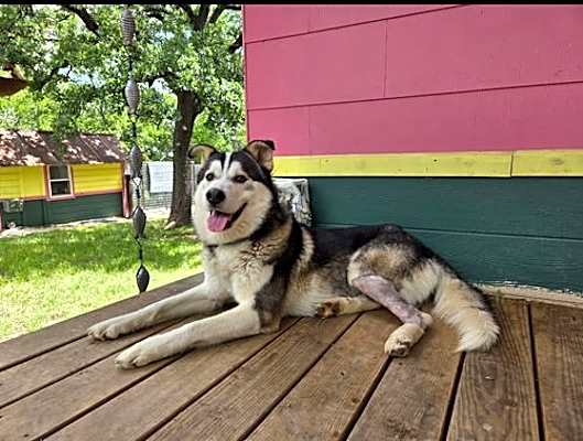 Photo of Oso #image