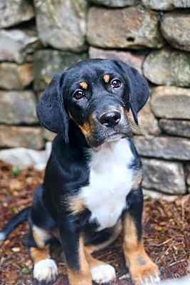 Photo of Tippy #image