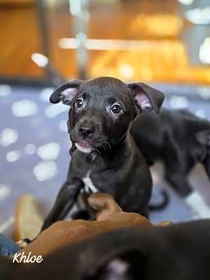 Photo of Khloe - In Foster #image