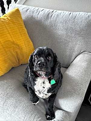 Photo of Buddy #image