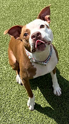 Photo of Baby Mickey (in foster) #image