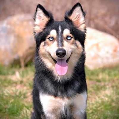 Photo of Loki #image