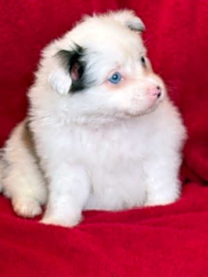 Photo of Echo #image