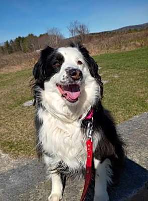 Photo of Lilly Rose #image