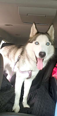 Photo of Lennox #image