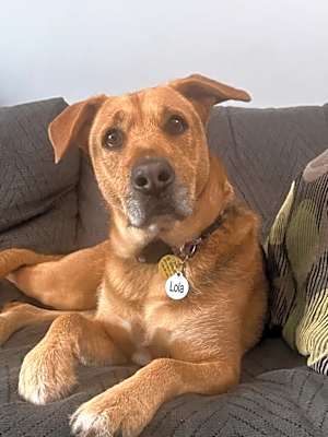 Photo of Lola #image