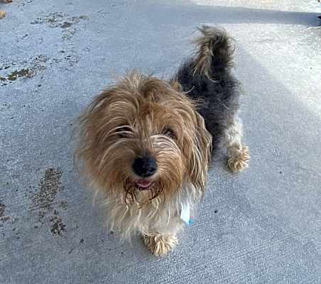 Photo of Biscuit #image