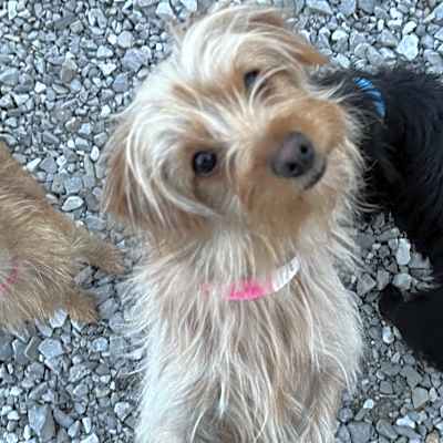 Photo of Poppy #image