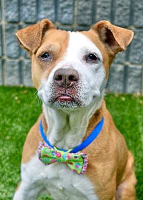 Photo of Brownie #image