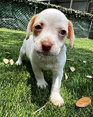 Photo of Bronco #image
