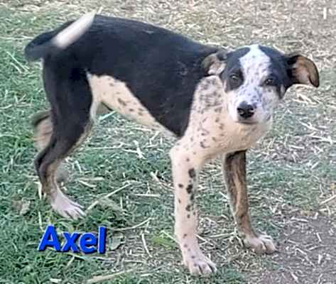 Photo of Axel Rose #image