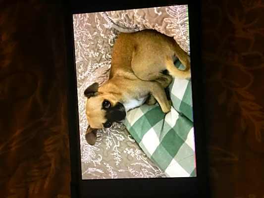 Photo of Louie #image