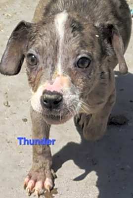 Photo of Thunderbolt #image