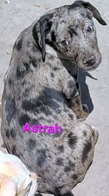 Photo of Astrah #image