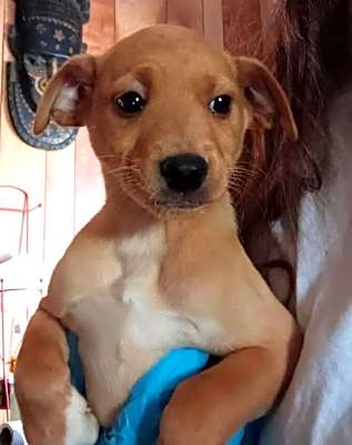 Photo of Cheddar - ADOPTION IN PROCESS #image