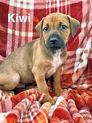 Photo of KIWI #image