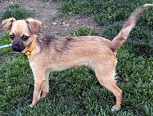 Photo of Bambi #image
