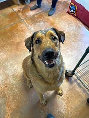 Photo of Budd #image