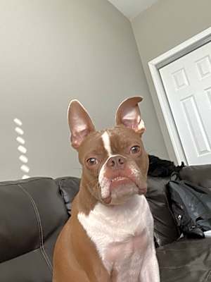 Photo of Milo #image