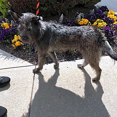 Photo of Taffy #image