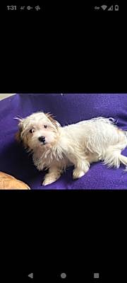 Photo of Alfie #image