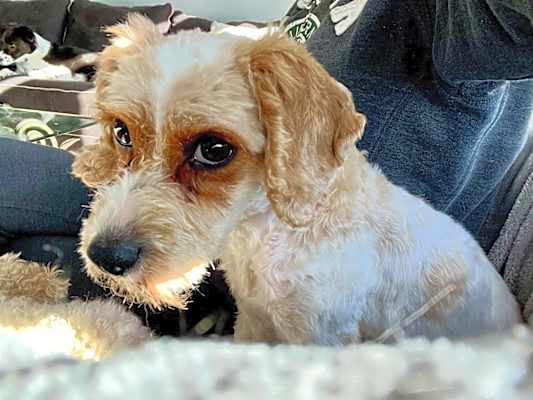 Photo of Nelly #image