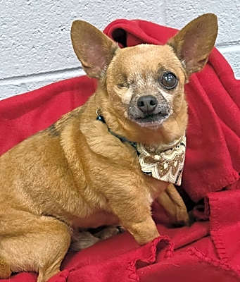 Photo of Buck #image