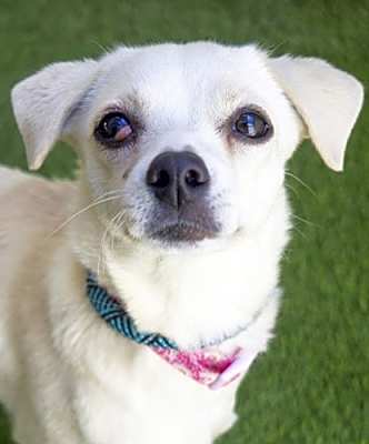Photo of Tootsie #image
