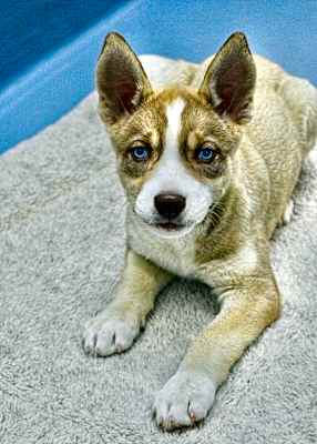 Photo of Scout #image