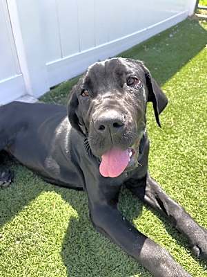 Photo of Wallace #image