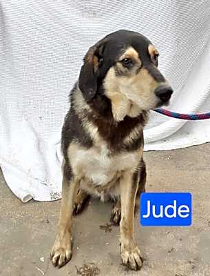 Photo of Jude #image